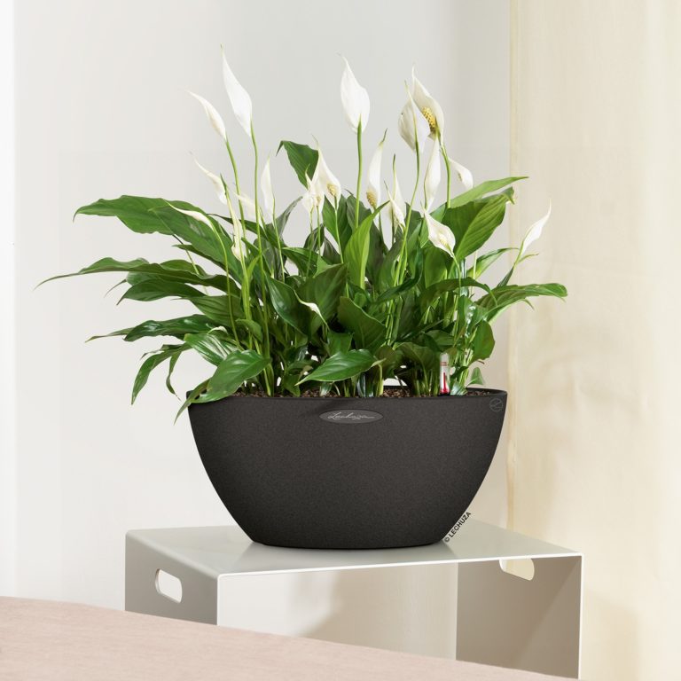 flower pots Nairobi for interior & exterior potted plants 0710558855