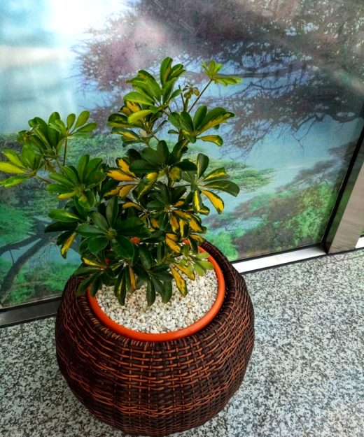 flower pots Nairobi for interior & exterior potted plants 0710558855