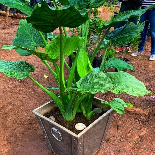 flower pots Nairobi for interior & exterior potted plants 0710558855