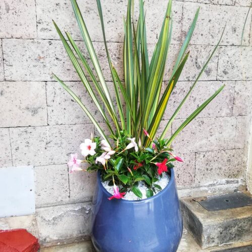 flower pots Nairobi for interior & exterior potted plants 0710558855