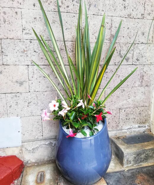 flower pots Nairobi for interior & exterior potted plants 0710558855