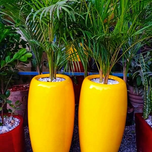 flower pots Nairobi for interior & exterior potted plants 0710558855
