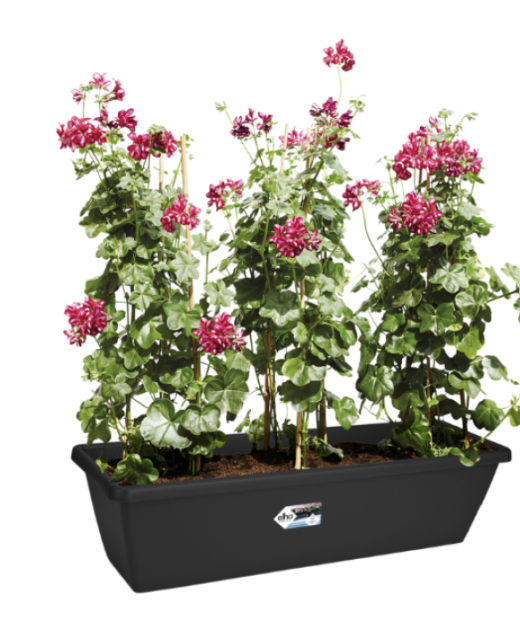Table flower pots ; Shop online for potted plants 0710558855