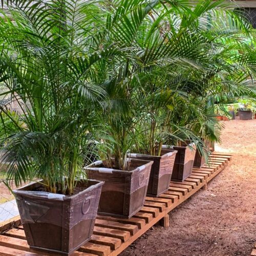 flower pots Nairobi for interior & exterior potted plants 0710558855